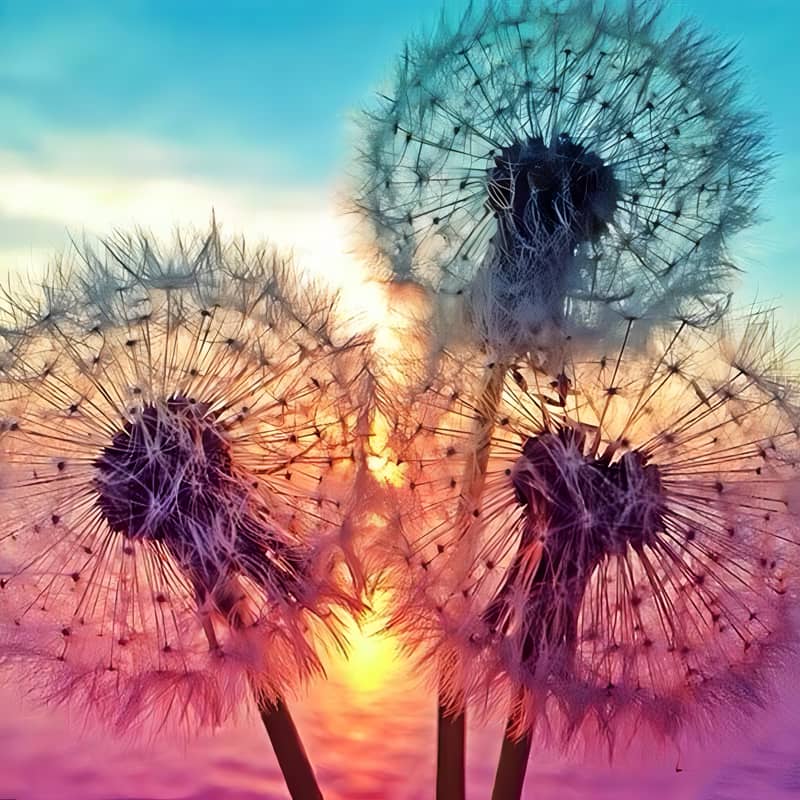 Dandelions In A Sunset | Jigsaw Puzzle Canada