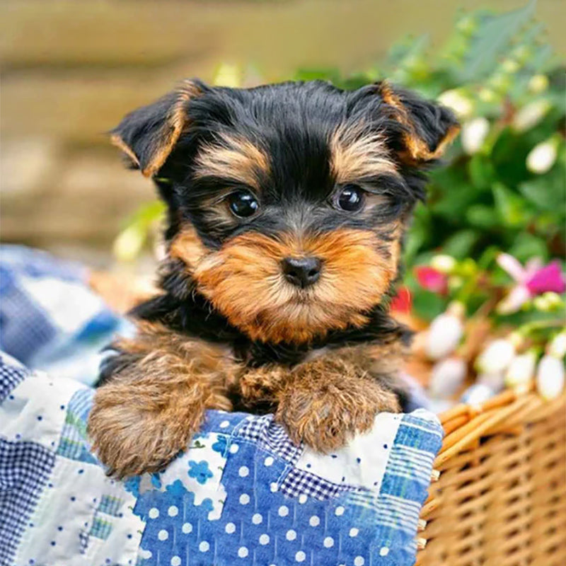 Dog In A Basket | Jigsaw Puzzle Canada