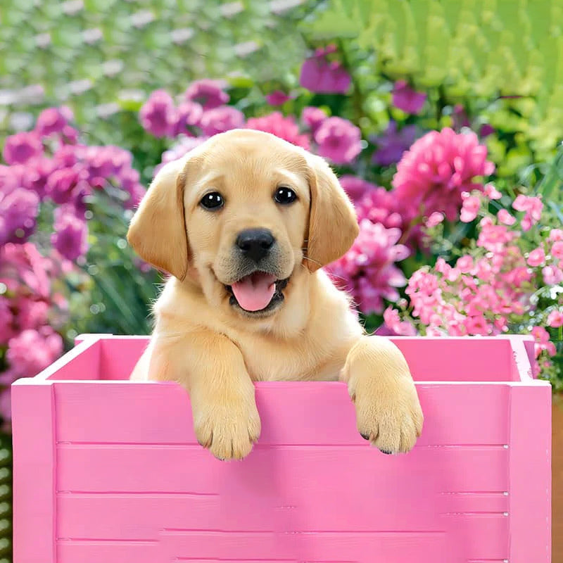 Dog In A Pink Box | Jigsaw Puzzle Canada