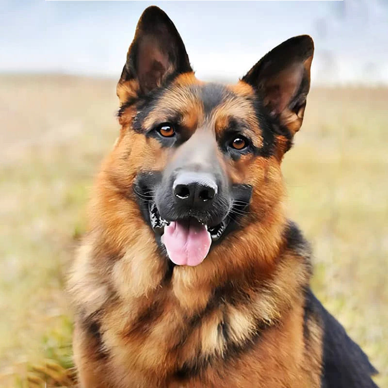 German Sheppard | Jigsaw Puzzle Canada