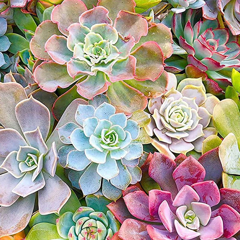 Hen & Chicks Flowers | Jigsaw Puzzle Canada