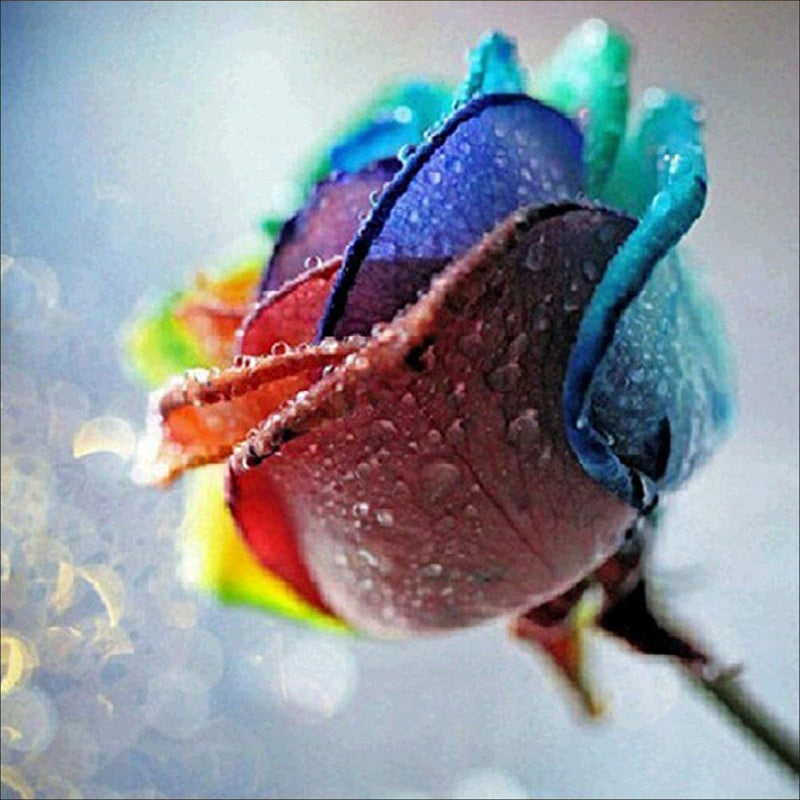 Rainbow Dewy Rose | Jigsaw Puzzle Canada