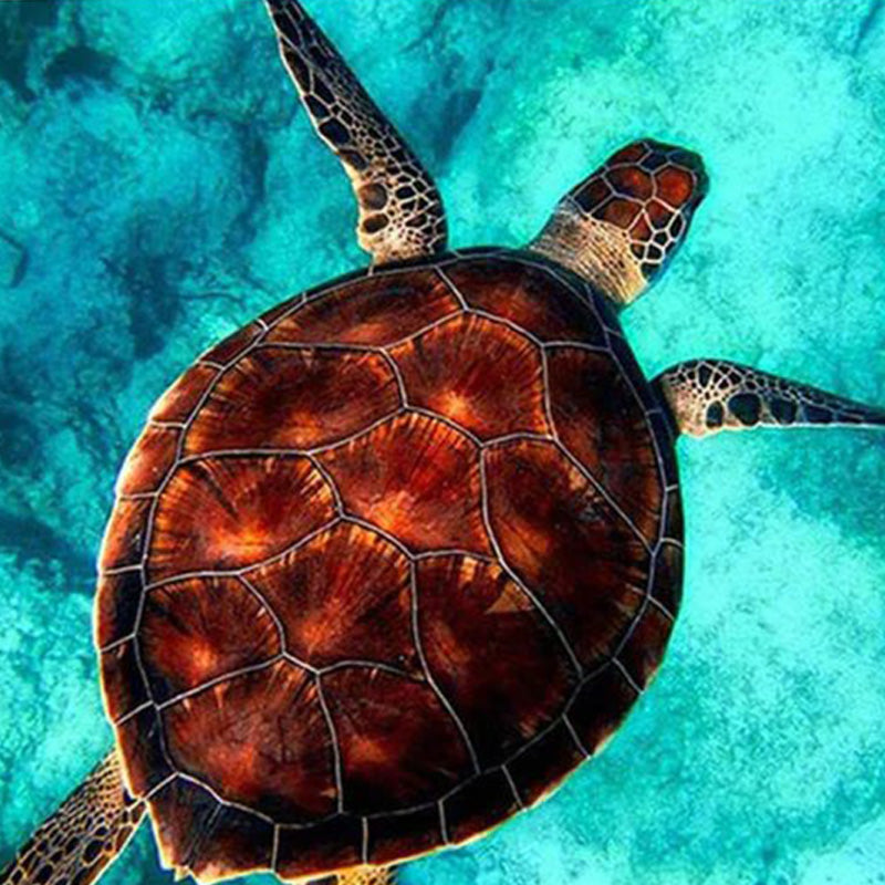 Swimming Sea Turtle | Jigsaw Puzzle Canada