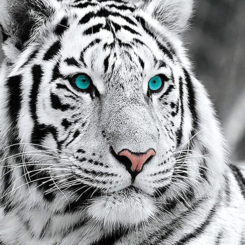 White Tiger | Jigsaw Puzzle Canada