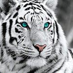 Load image into Gallery viewer, White Tiger | Jigsaw Puzzle Canada
